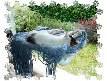 nap, garden, cat, nature, sleep HD wallpaper