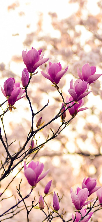 Purple magnolia blooms, Spring blossom beauty, Branches in bloom, Stunning flowers HD phone wallpaper