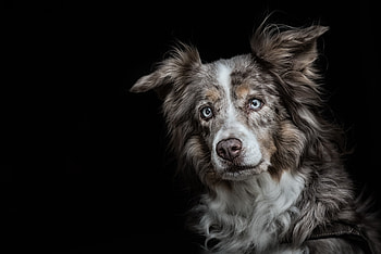 Dog, animal, black, blue eyes, australian shepherd, caine HD wallpaper