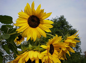 Flowers, Sunflowers, Sky, Summer, Wood, Tree, Relaxation, Rest HD wallpaper