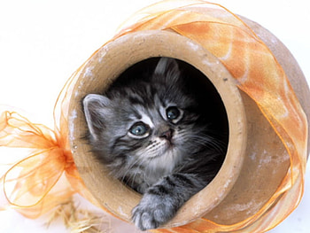 Cat, animal, sweet, kitten HD wallpaper
