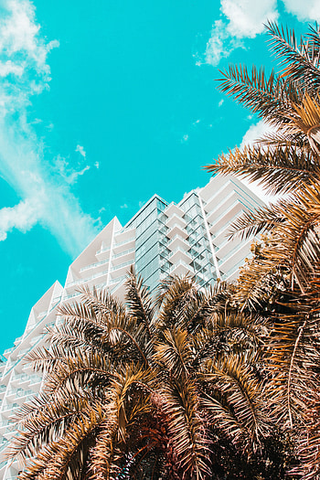 Nature, Sky, Palms, Building, Tropics, Bottom View HD phone wallpaper