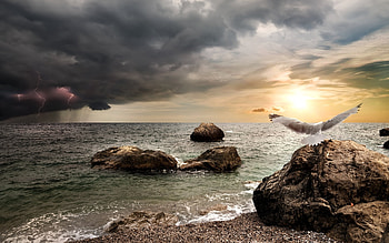 Sea Sunset, sea, horizon, bird, seagull, rocks, stones, lightning, shore, clouds, nature, sunset HD wallpaper