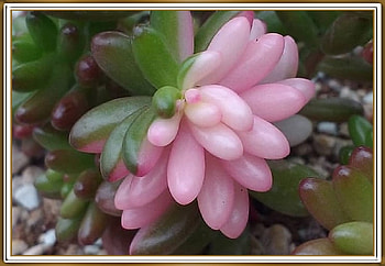 PRETTY SUCCULENT, PRETTY, NATURE, PLANT HD wallpaper