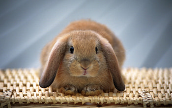 Rabbit, Animal HD wallpaper