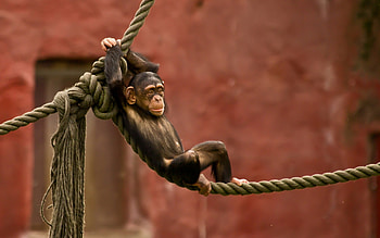 Chimpanzee, Apes HD wallpaper