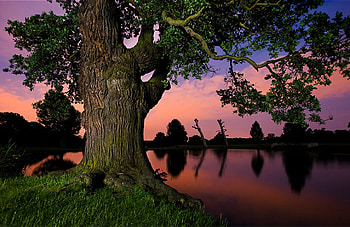 Giant tree, amazing, giant, tree, sunset HD wallpaper