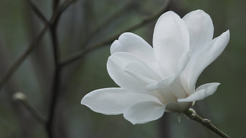 Plants, Flowers HD wallpaper