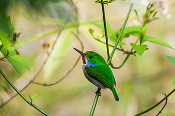 Cuban Tody — Vivid Tropical Bird, cuban tody, Animal, bird HD wallpaper