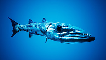 Barracuda animal, posted, Michelle Simpson, Aquatic predator HD wallpaper
