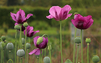Poppies, purple, nature, flowers HD wallpaper
