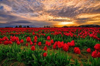 Tulip, Field, Flower, Red Flower, Sky, Sunset, Flowers HD wallpaper