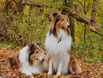 cute collie, dogs, cute, forest, collie HD wallpaper