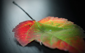 Autumn, Macro, Sheet, Leaf, Stains, Spots HD wallpaper