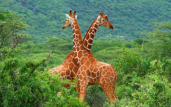 Couple, Giraffes HD wallpaper