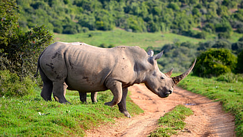 Northern white rhinoceros, Wild Animals HD wallpaper