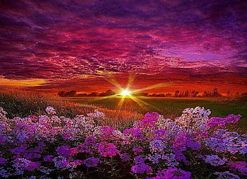 ❤️, Sunlight, Sunset, Flowers, Nature, Spring HD wallpaper