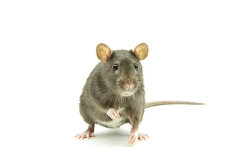 Caring for Rats, Rat Care Guide, Petfinder Resources, Responsible Rat Ownership HD wallpaper
