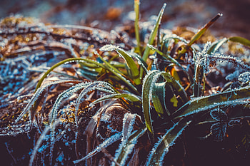 Grass, Snow, Macro, Blur, Smooth, Frost, Hoarfrost HD wallpaper