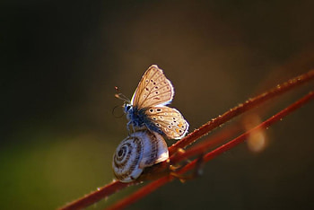 My friend the snail, graphy, , insects, meadow, grass, spring, snail, summer, butterfly, abstract, animals, field, close-up, autumn, nature, macro HD wallpaper