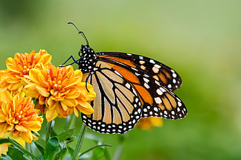 BUTTERFLY, PETALS, LEAVES, WINGS, STEMS HD wallpaper