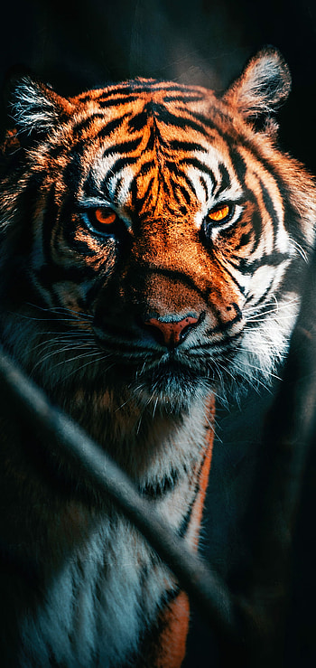 Artistic tiger renderings, Striking tiger portraits HD phone wallpaper