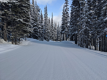 Winter, Nature, Trees, Pine, Snow, Forest HD wallpaper