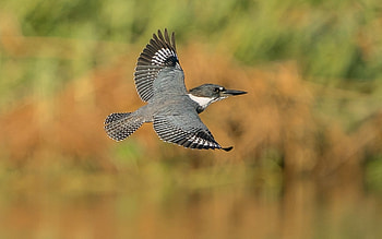 A female Belted Kingfisher, flight, kingfisher, bird, America HD wallpaper