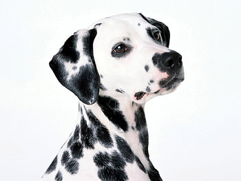 Animals, Dogs HD wallpaper