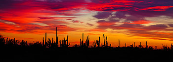 Nature, Cactuses, Sunset, Silhouettes, Arizona HD wallpaper