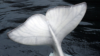 Beluga Whale, Enchanting wildlife encounter, Thrilling Arctic expeditions, Close encounters with marine life HD wallpaper
