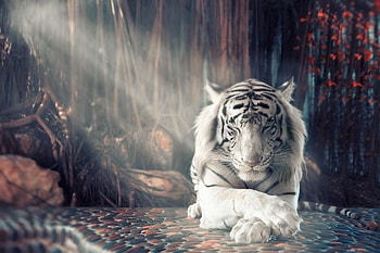 White Tiger Dreamy, white-tiger, tiger, animals HD wallpaper