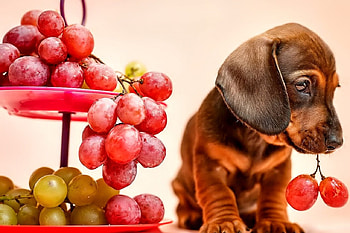 Look..., sweet, dogs, puppies, cute, beautiful, playful, playful dog, puppy, dog face, pretty, animals, face, lovely HD wallpaper
