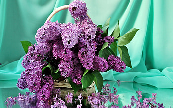 Plants, Flowers HD wallpaper