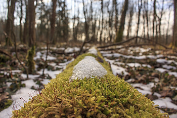 Nature, Grass, Snow, Forest, Moss, Spring HD wallpaper