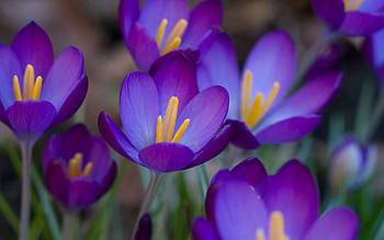 Flowers, Close-Up, Disbanded, Loose, Stamens, Crocuses HD wallpaper