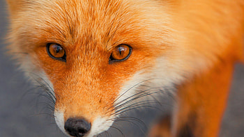 Red fox, Top , Striking appearance, Fiery coat HD wallpaper