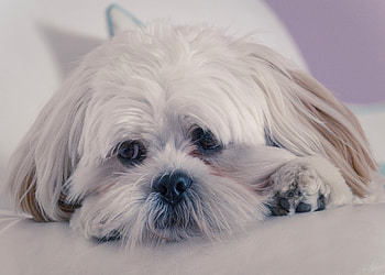 Animals, Fluffy, Dog, Muzzle, Lhasa Apso HD wallpaper