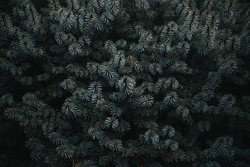 Needle, Plant, Dark, Branches, Fir, Spruce HD wallpaper