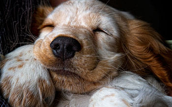 Animals, Muzzle, Puppy, Sleep, Dream, Nose HD wallpaper