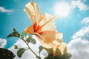 Hibiscus, rays, , sky, nature, flowers, sun, beauty, graphy HD wallpaper