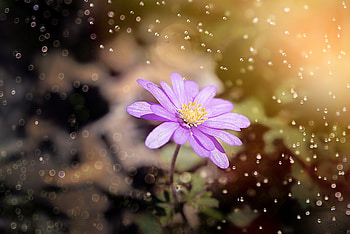 Anemone, blue flower, bokeh HD wallpaper
