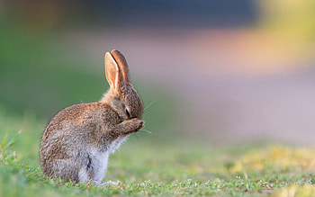 Animals, Grass, Sadness, Fear, Rabbit, Hare, Sorrow HD wallpaper