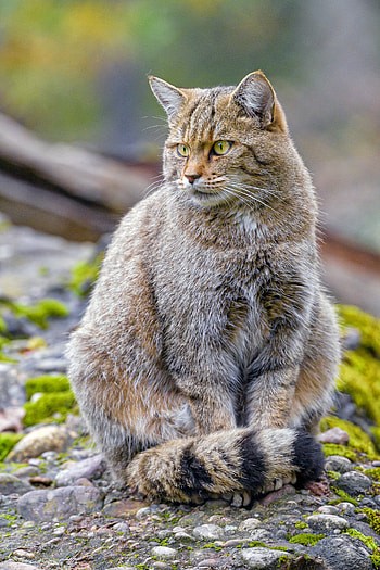 Animals, Cat, Brown, Animal, Wildcat, Wild Cat HD phone wallpaper
