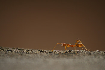 Red Ant Macro, redant, macro, ant, red HD wallpaper