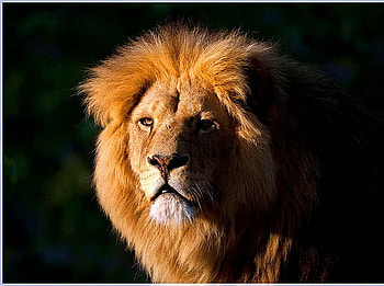 Royal , mane, brown, black background, lion, male HD wallpaper