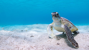 turtle , Background , Sea turtle HD wallpaper