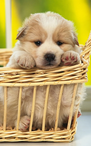 Waiting for Adoption, baby animal, puppy, Animal, dog HD phone wallpaper