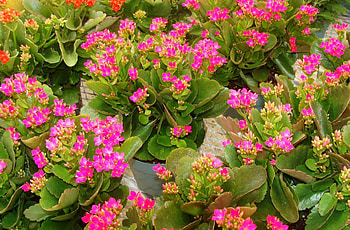 Flowers, Pink, Room, Pots, Kalanchoe HD wallpaper