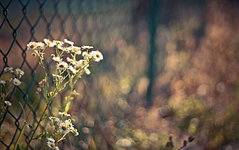 FIELD FLOWERS THROUGH THE FENCE, white, small flowers, fall, landscape, close up, field, fence, autumn, flowers, macro HD wallpaper